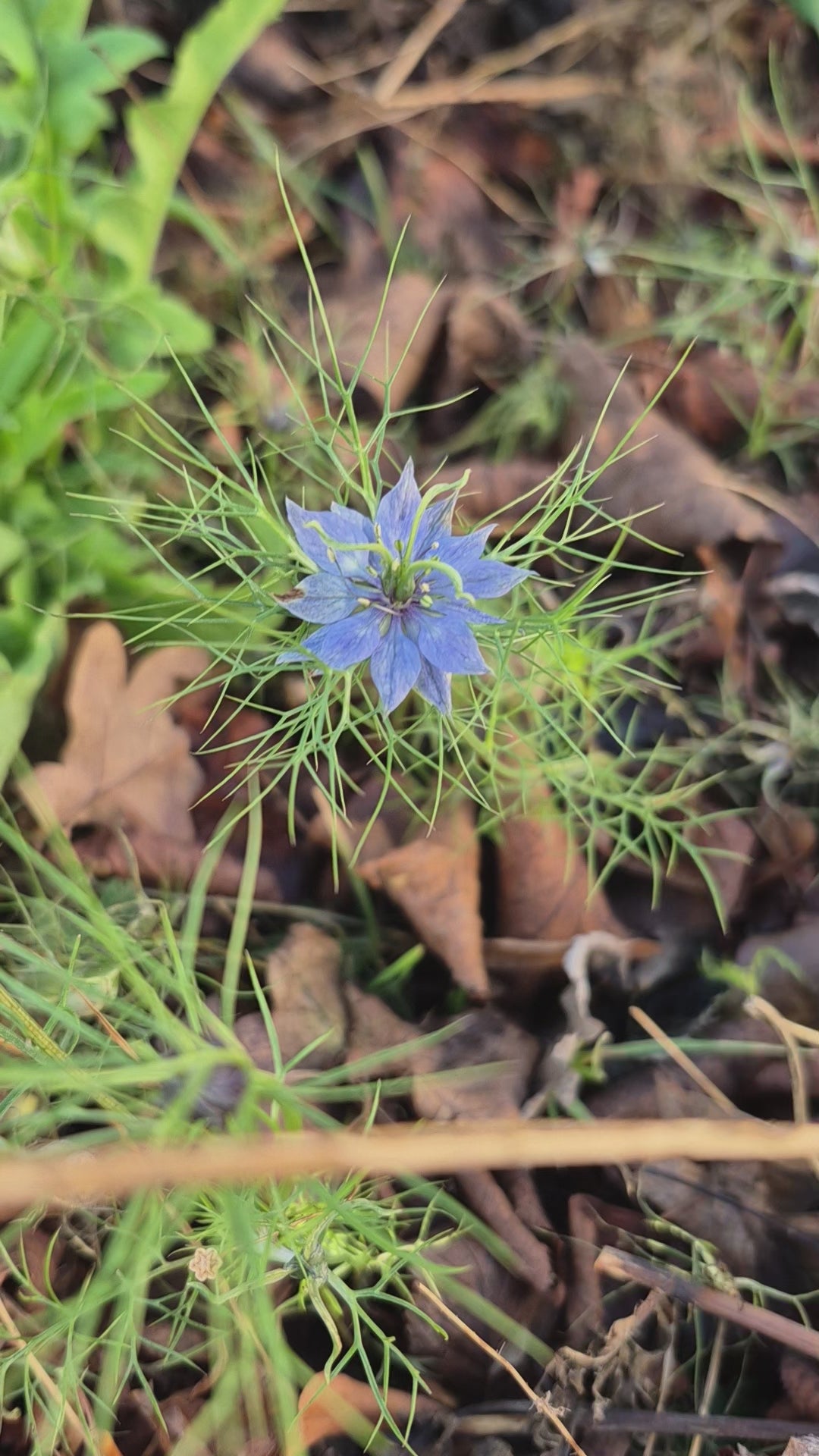 Nigella Miss Jekyll dark blue