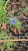 Nigella Miss Jekyll dark blue