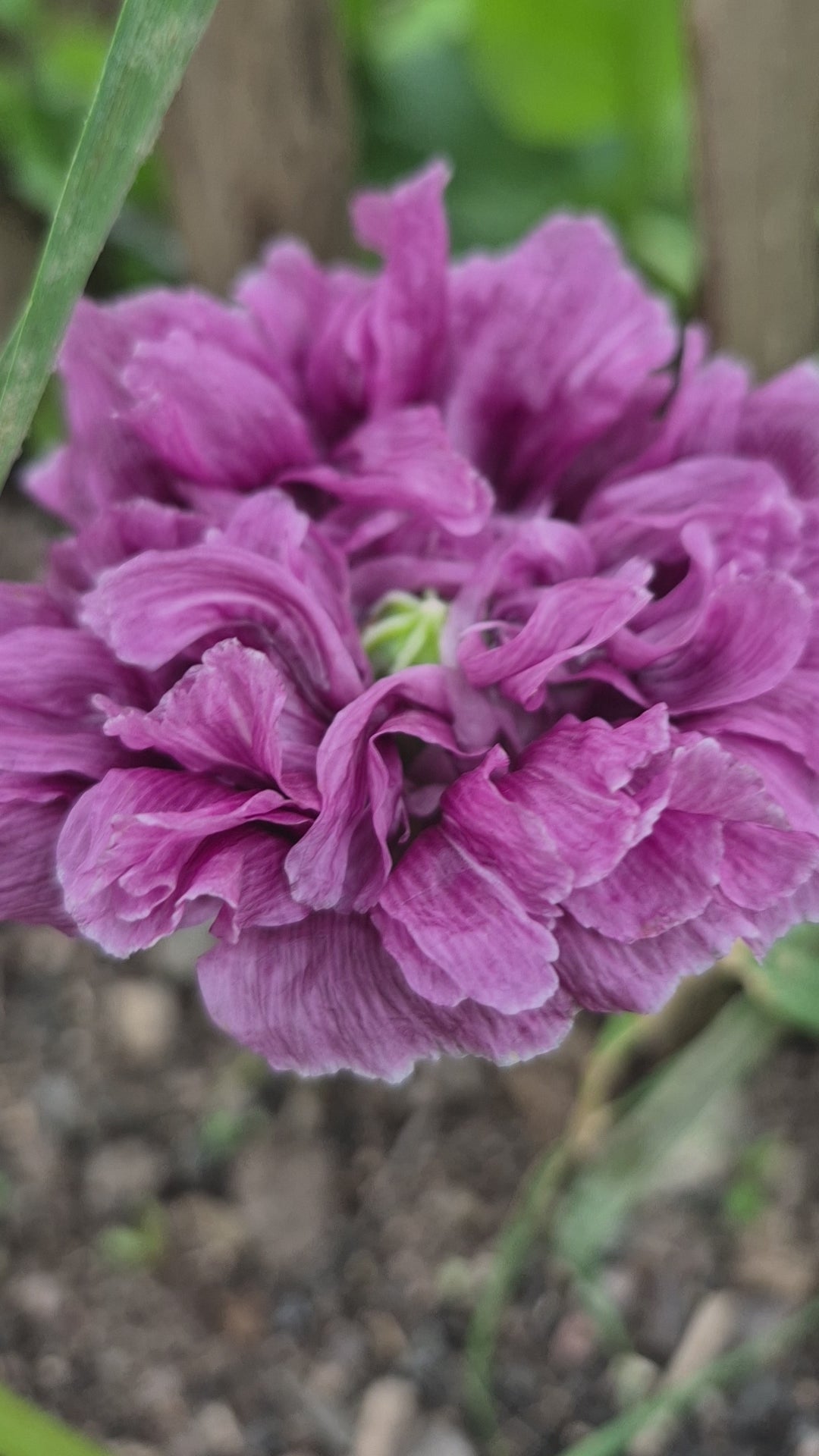 Pionvallmo Double Dark Purple (storpack)