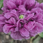 Pionvallmo Double Dark Purple (storpack)