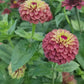 Zinnia Queen red lime
