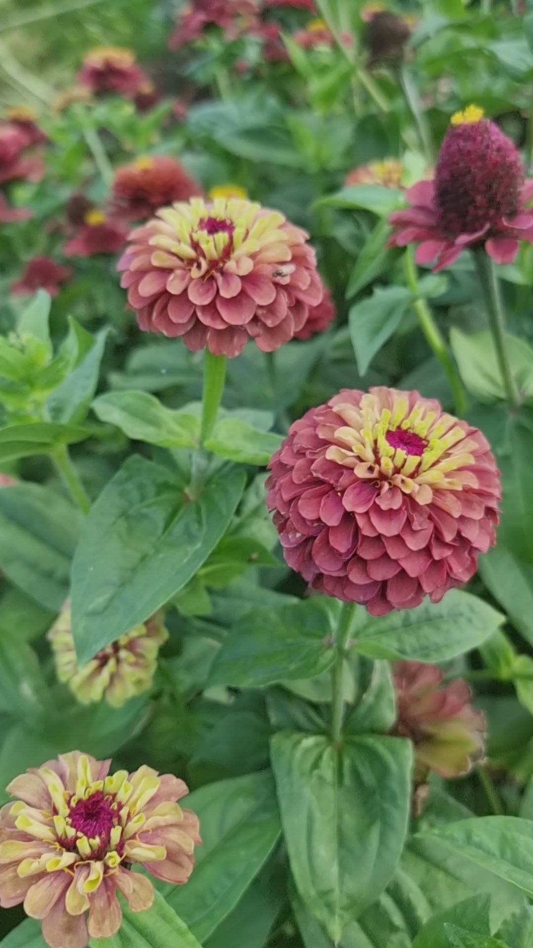 Zinnia Queen red lime