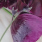 Vallmo Lauren's Grape (storpack)
