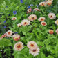 Pygmy buff ringblomma film