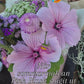 Sommarmalva Pink Blush