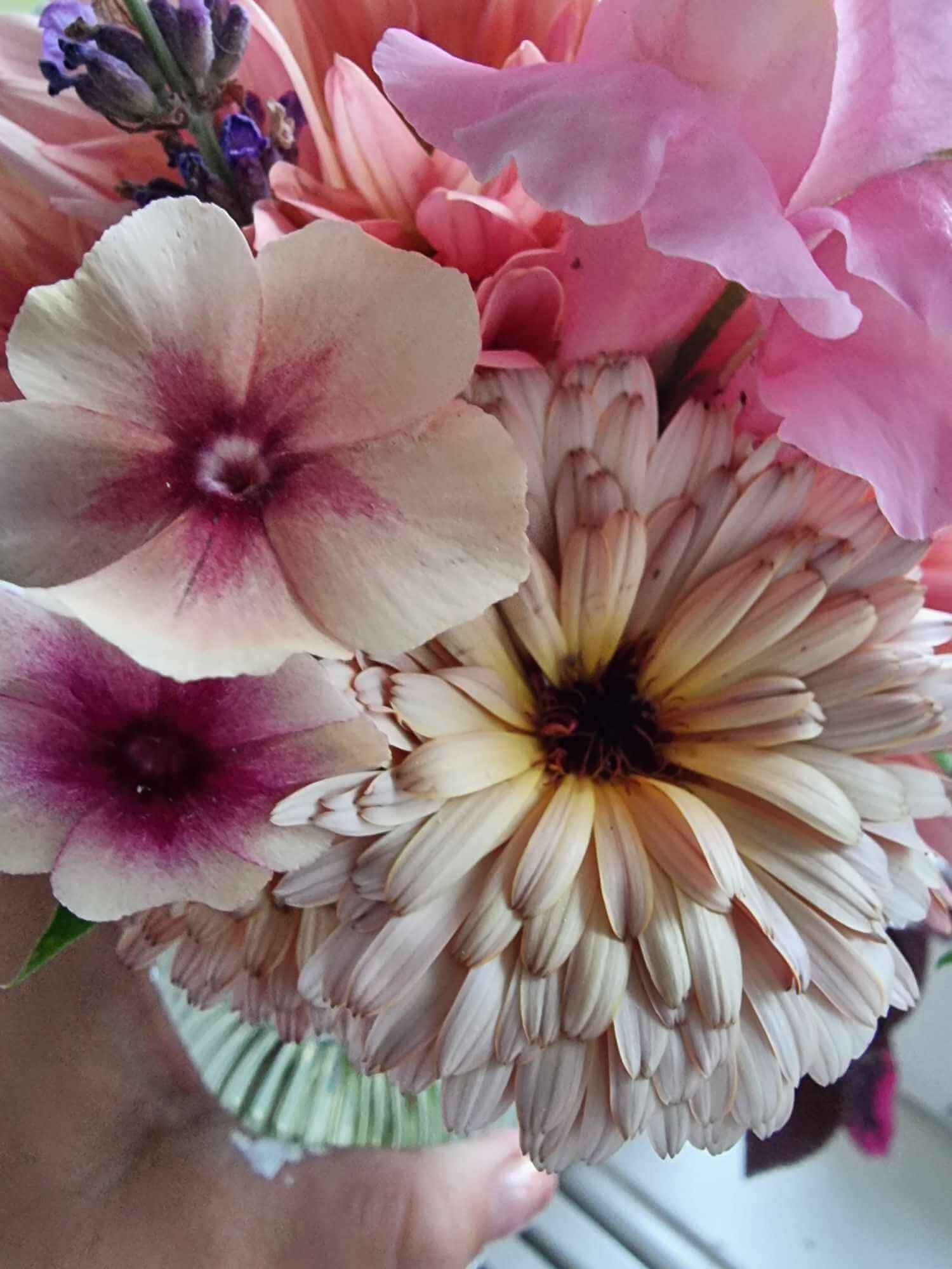 Sommflox cherry caramel