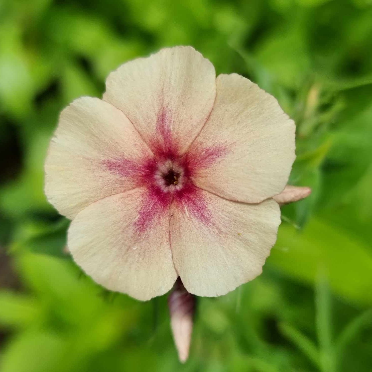 Sommarflox cherry caramel