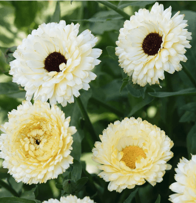 Ringblomma Ivory Princess