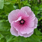 Sommarmalva Pink Blush