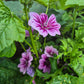 Malva Zebrina