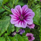 Malva Zebrina