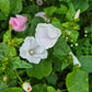 Sommarmalva Pink Blush