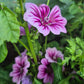 Malva Zebrina