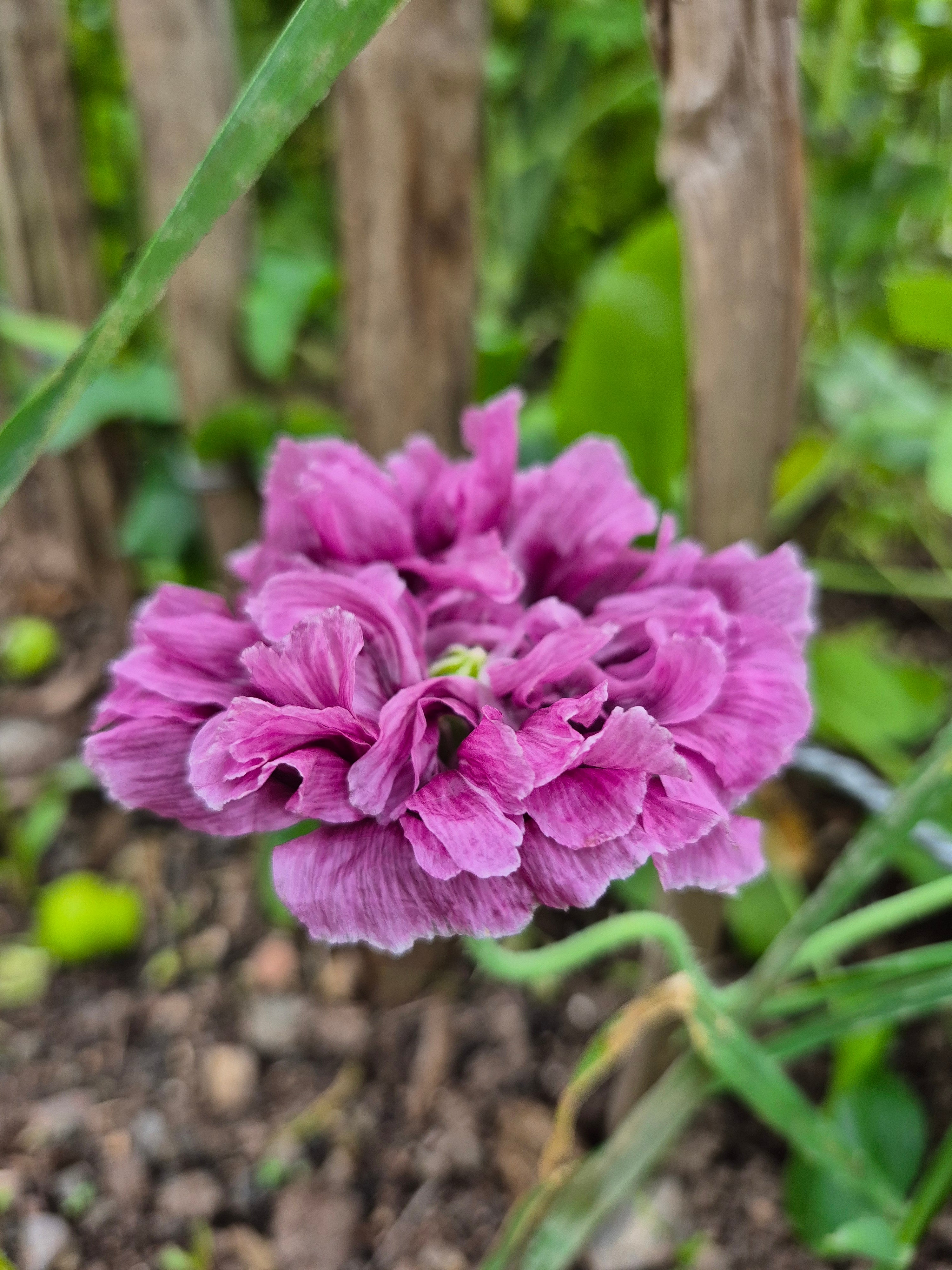 Pionvallmo Double Dark Purple (storpack)