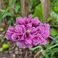 Pionvallmo Double Dark Purple (storpack)