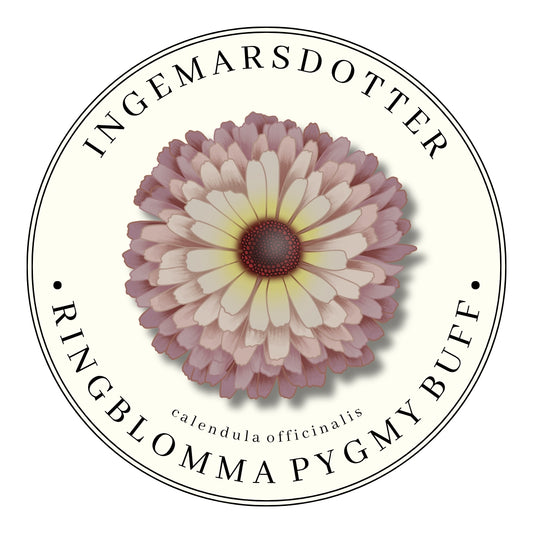 Ringblomma Pygmy Buff