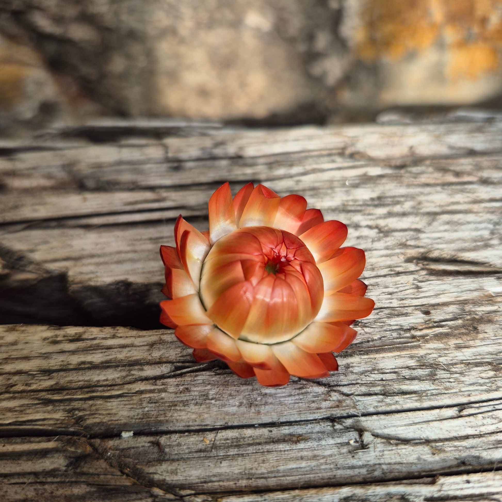Jätte-eternell salmon rose