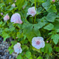 Sommarmalva Pink Blush