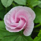 Sommarmalva Pink Blush