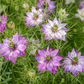 Gender reveal nigella rosa