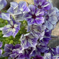 Phlox Drummondii Sugar Stars