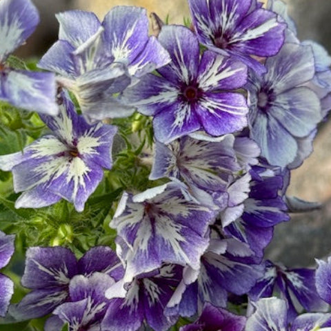 Phlox Drummondii Sugar Stars