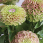 Zinnia Queen Lime Blotch